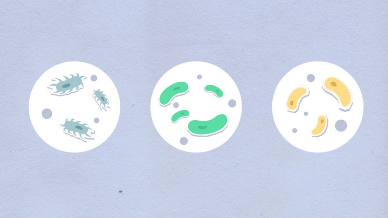 Use of colistin in the treatment of multiple-drug-resistant gram-negative infections