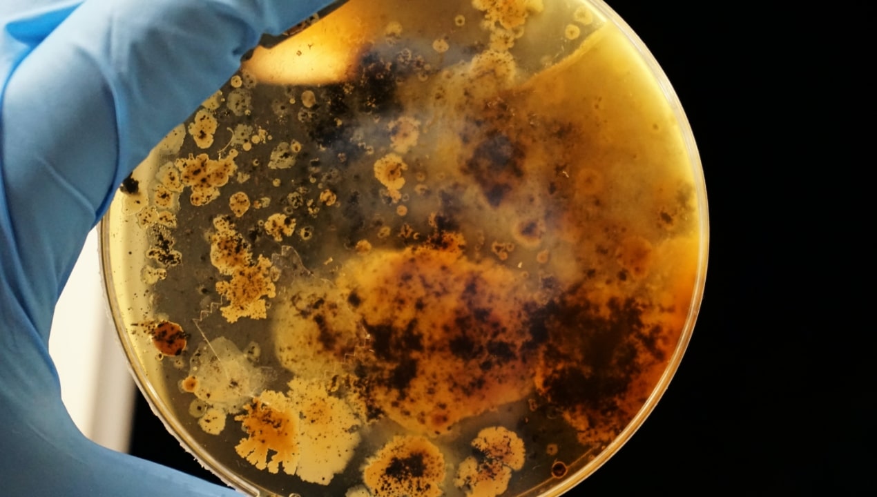 Antimicrobial activity of cefoperazone-sulbactam tested against Gram-Negative organisms from Europe, Asia-Pacific, and Latin America